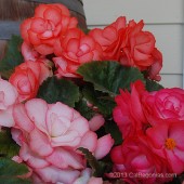 Surprise On Top Begonia Surprise On TOp Begonia, Surprise On Top Tuberous Begonia, AmeriHybrid Tuberous Begonias