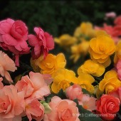 AmeriHybrid Mixed Roseform Begonia
