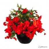 Red Hanging Basket Begonia Red Hanging Basket Begonia, Red Hanging Basket Tuberous Begonia, AmeriHybrid Red Hanging Basket Tuberous Beognia