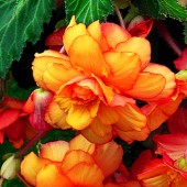 Yellow & Red Picotee Hanging Basket Begonia Yellow & Red Picotee Hanging Basket Begonia, Red & Yellow Hanging Basket Tuberous Begonia, AmeriHybrid Yellow & Red Picotee Hanging Basket Tuberous Begonia