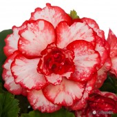 Flamenco Picotee Begonia Flamenco Picotee Begonia, Flamenco Picotee Tuberous Begonia, AmeriHybrid Flamenco Picotee Tuberous Begonia