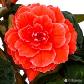 Jumbo Red Picotee Lace Begonia Jumbo Red Picotee Lace Begonia, Jumbo Red Picotee Lace Tuberous Begonia, AmeriHybrid Red Picotee Lace Tuberous Begonia