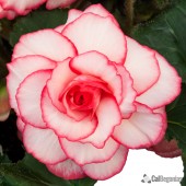 White Pink Picotee Begonia White Pink Picotee Begonia, White Pink Picotee Tuberous Begonia, AmeriHybrid White Pink Tuberous Begonia