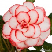 White Red Picotee Begonia White Red Picotee Begonia, White Red Picotee Tuberous Begonia, AmeriHybrid White Red Picotee Tuberous Begonia