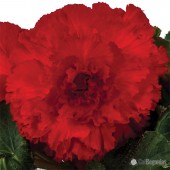 AmeriHybrid Red Ruffled Begonia