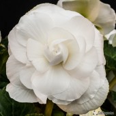 Jumbo White Roseform Begonia Jumbo White Roseform Begonia, Jumbo White Roseform Tuberous Begonia, AmeriHybrid White Roseform Tuberous Begonia