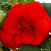 Red Roseform Begonia Red Roseform Begonia, Red Roseform Tuberous Begonia, Amerihybrid Red Roseform Tuberous Begonia