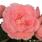 Pink Ruffled Begonias