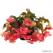 Salmon Hanging Basket Begonia
