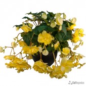 Yellow Hanging Basket Begonia Yellow Hanging Basket Begonia, Yellow Hanging Basket Tuberous Begonia, AmeriHybrid Yellow Hanging Basket Tuberous Begonia