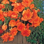 AmeriHybrid Orange Hanging Basket Begonia Seed Orange Hanging Basket Begonia Seeds, Orange Trailing Begonia Seeds