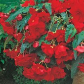 Red Hanging Basket Begonia Seed Red Hanging Basket Begonia Seeds, Red Trailing Begonia Seeds