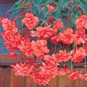 Salmon Hanging Basket Begonia Seed Salmon Hanging Basket Begonia Seeds, Salmon Trailing Begonia Seeds