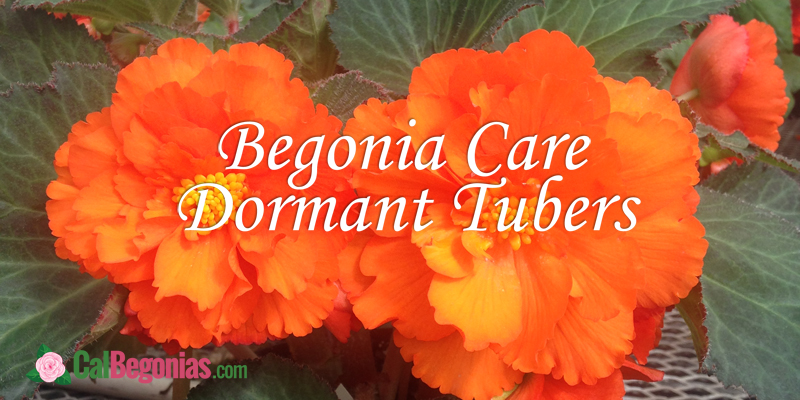 Begonia Care - Dormant Tubers