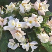 White Daffodil Begonia