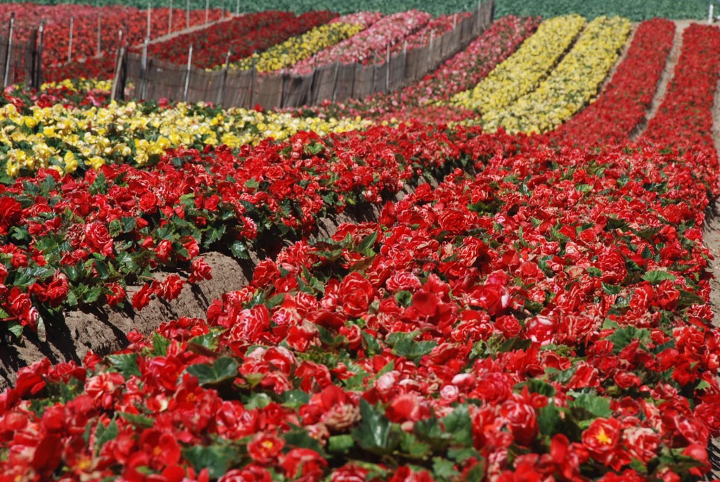 Begonia Field, Pre-Orders Now!